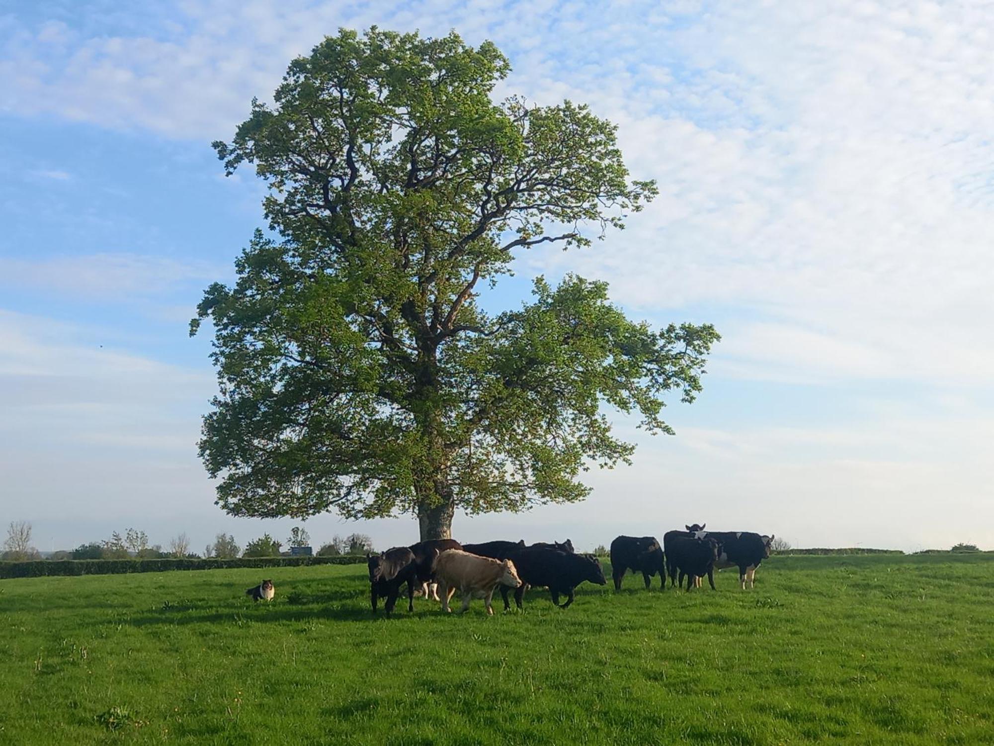 Kitty'S Cottage - Horse And Jockey, Cashel 瑟勒斯 外观 照片