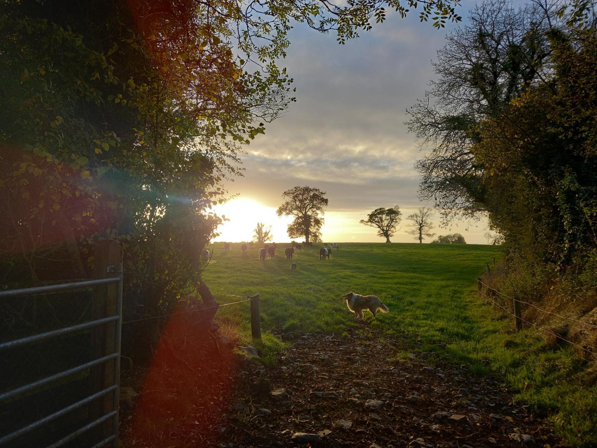 Kitty'S Cottage - Horse And Jockey, Cashel 瑟勒斯 外观 照片